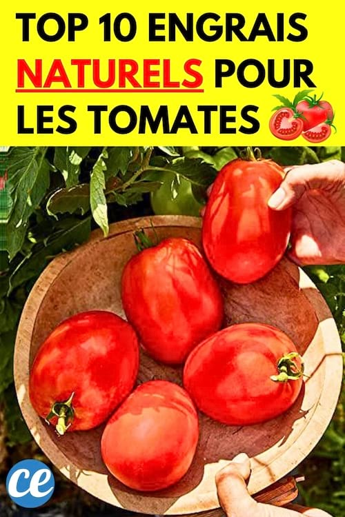 Des belles tomates dans un panier qui ont poussé grâce aux engrais naturels