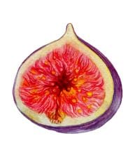 Figue ouverte montrant son intérieur vibrant.