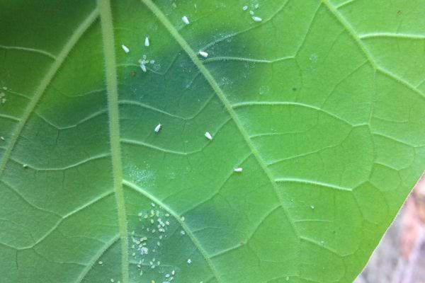 Gros plan de petits aleurodes sur une feuille.