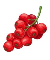 Grappe de groseilles rouges.