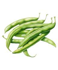 Haricots verts dans leurs gousses.