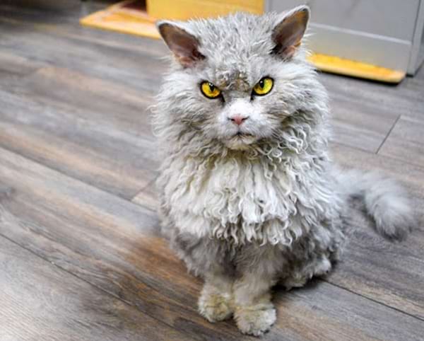 LaPerm gris aux poils frisés, regard intense.