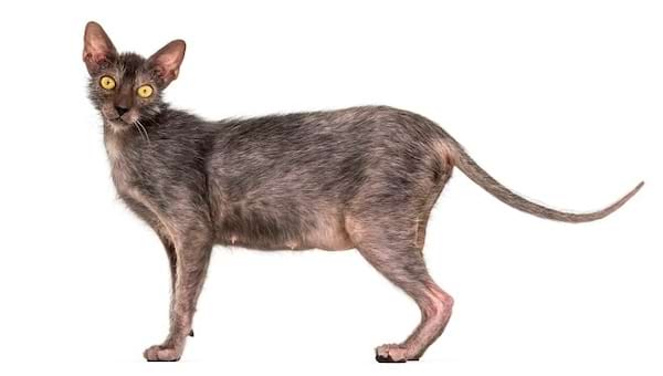 Lykoi gris, allure sauvage avec longue queue.