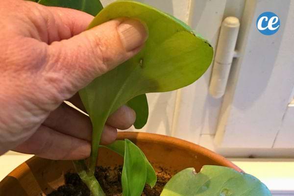 Main tenant une feuille verte inspectée pour les aleurodes.
