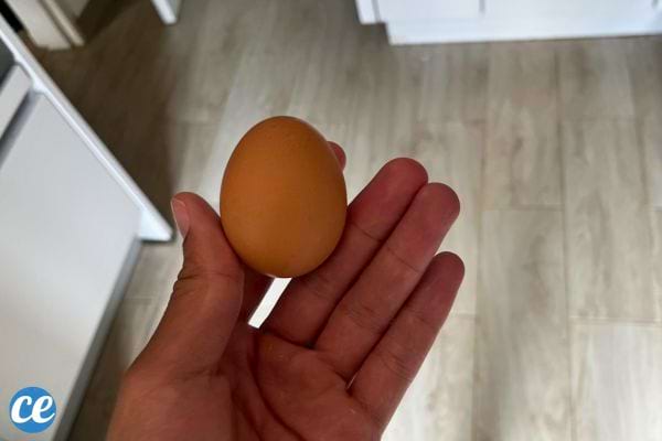 Main tenant un œuf frais éclairé par la lumière naturelle.