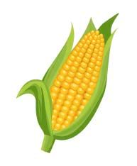 Épi de maïs jaune avec feuilles.