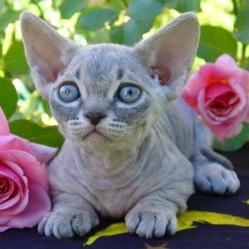 Un chaton Minskin gris repose innocemment parmi des fleurs roses, ajoutant de la douceur à la scène.