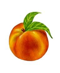 Nectarine juteuse avec feuille.