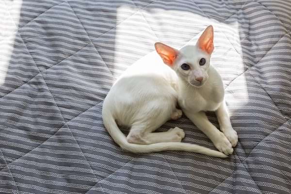 Chat oriental blanc, détendu sur un lit à rayures.