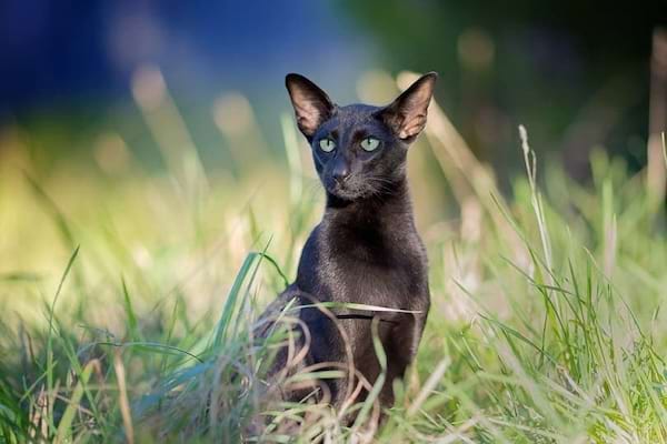 Un chat oriental noir assis dans l'herbe.