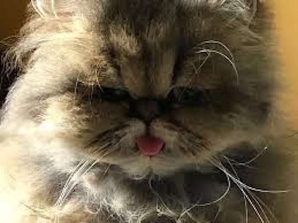 Persan, yeux sombres, langue visible.