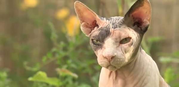 Peterbald nu, debout dans un jardin.