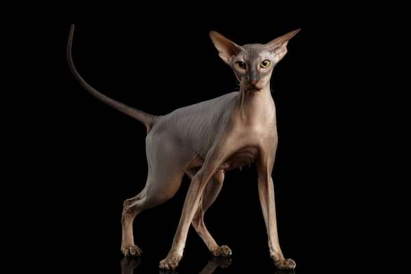 Un Peterbald gris, debout avec une posture élégante.