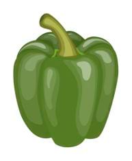 Poivron vert brillant.