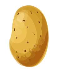 Pomme de terre avec traces de terre.