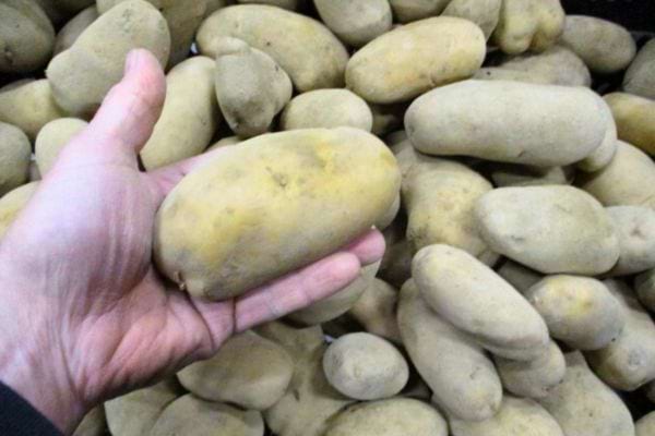 Main tenant une grosse pomme de terre, fond de pommes de terre.