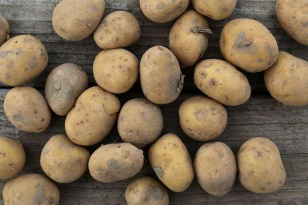 Pommes de terre naturelles sur fond en bois.