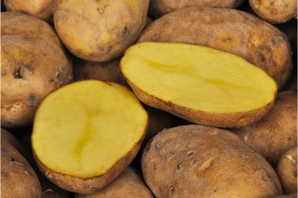 Pommes de terre jaunes coupées montrant l'intérieur.