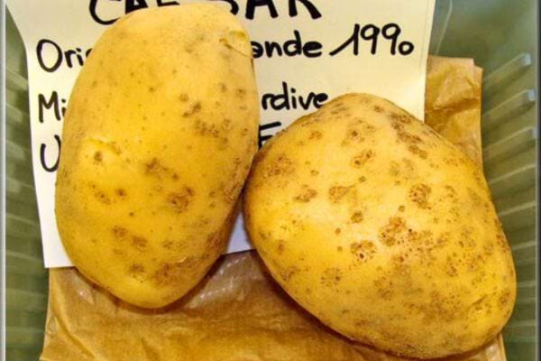 Deux grandes pommes de terre, étiquette descriptive.