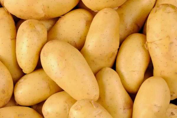 Pommes de terre lisses et jaunes, vue rapprochée.