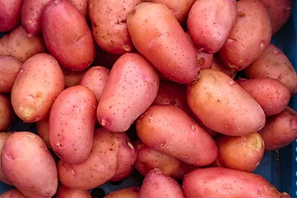 Pommes de terre rouges amassées, vue rapprochée.