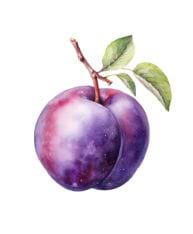 Prune mûre avec feuille.