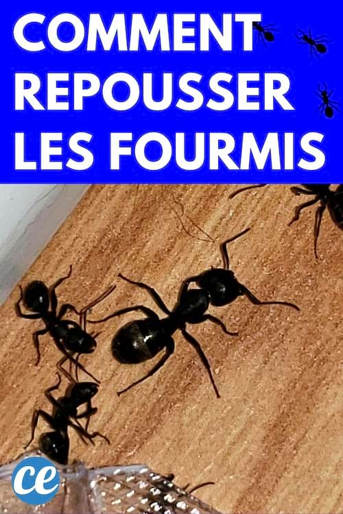 Plusieurs fourmis noir