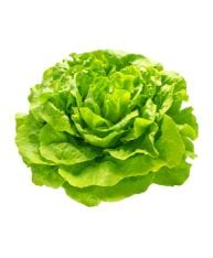 Salade verte frisée et volumineuse.