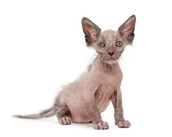 Un chaton Sphynx gris avec un regard pénétrant.