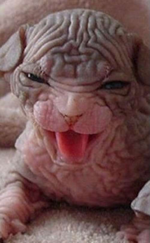 Un chaton Sphynx rose rit joyeusement, ses petites dents visibles.