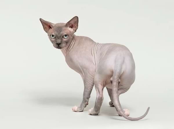 Un Sphynx gris, l'expression alerte et les oreilles dressées.