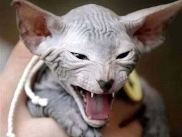Sphynx gris, expression agressive.