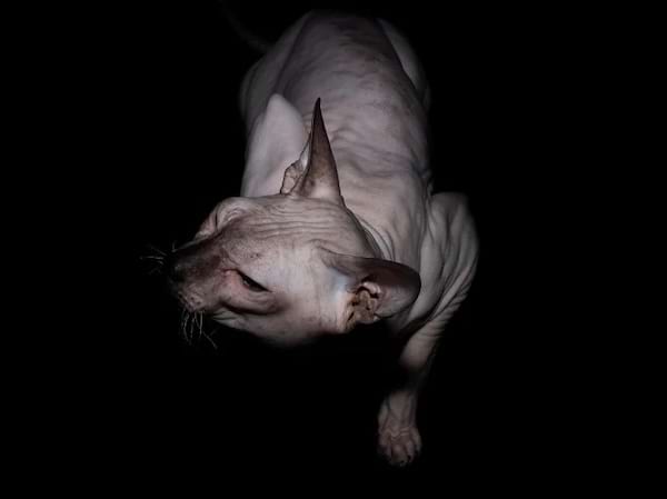 Chat Sphynx capturé dans une pose dramatique sur fond noir, accentuant sa silhouette énigmatique.