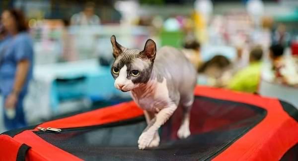 Un Sphynx en pleine action sur un trampoline, capturé en mouvement lors d'une exposition.