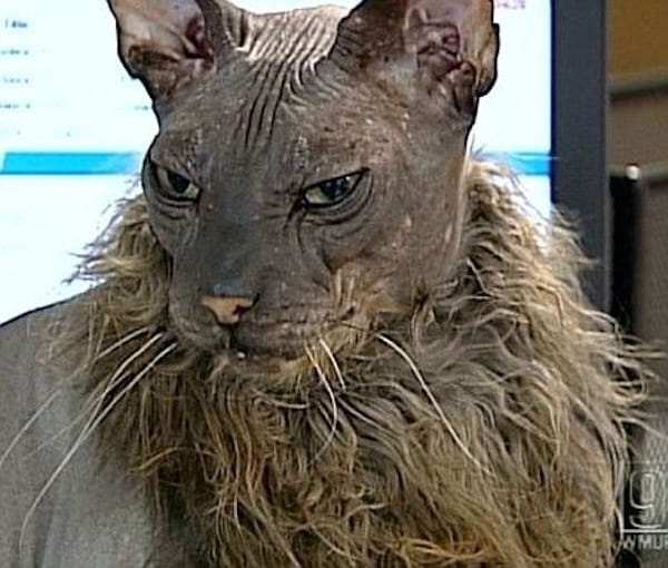 Sphynx avec regard intense.