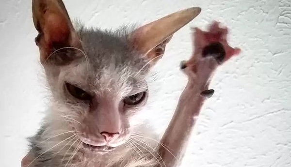 Top 50 Des Chats Les Plus Moches Du Monde top-50-des-chats-les-plus-moches-du-monde