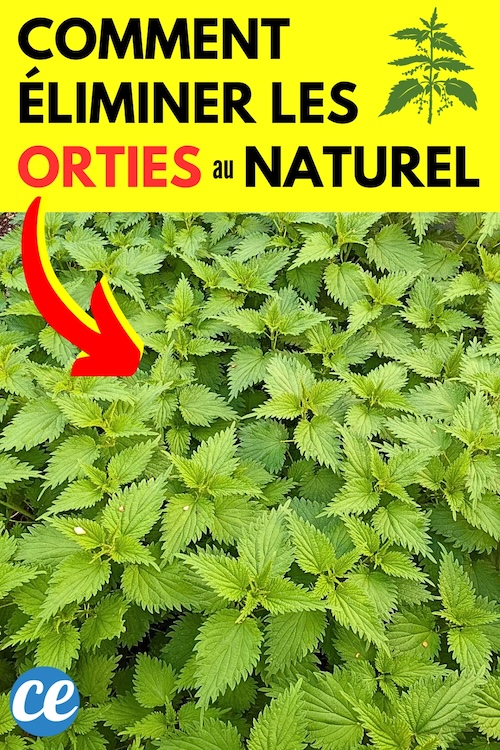 Comment se Débarrasser des Orties au Naturel ? 14 Astuces