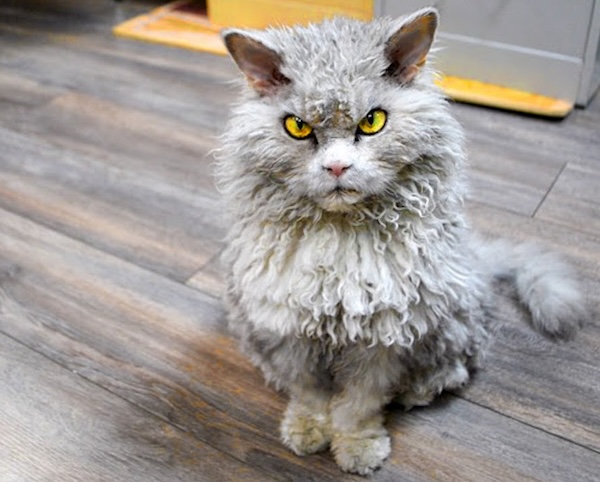 Top 50 Des Chats Les Plus Moches Du Monde top-50-des-chats-les-plus-moches-du-monde