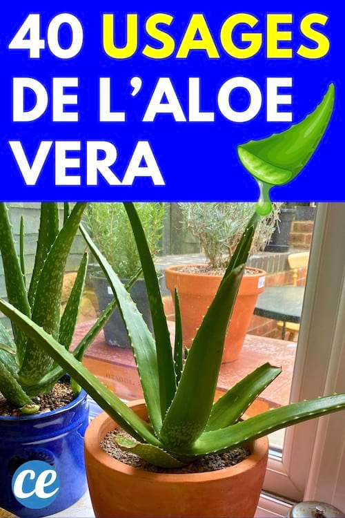 Des plantes d'Aloe Vera 