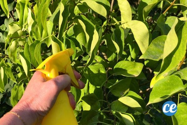 Main vaporisant un insecticide naturel sur des feuilles.