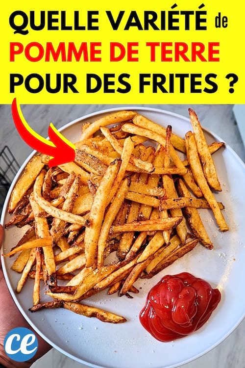 Quelle est la Meilleure Variété de Pomme de Terre pour Faire des Bonnes Frites