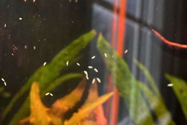 Acariens flottant dans un aquarium avec des plantes vertes.