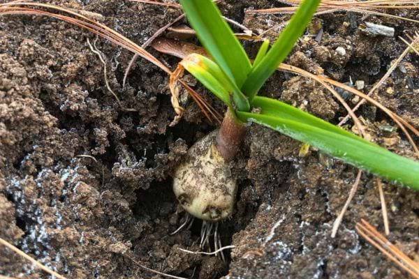 Bulbe d'ail poussant dans la terre.