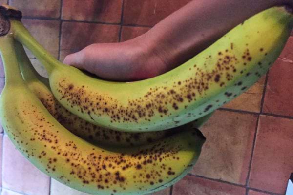 Bananes tachetées dans une main