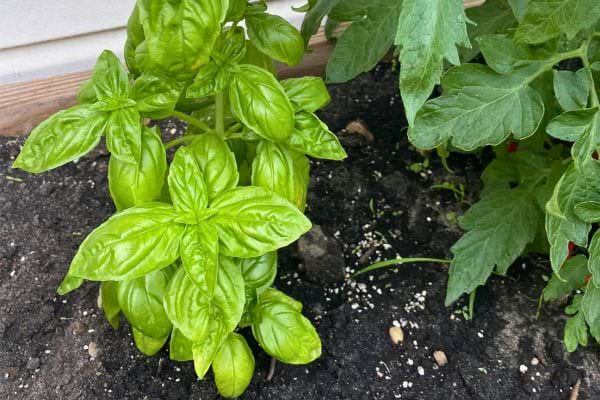 Feuilles vertes de basilic plantées à côté de tomates.