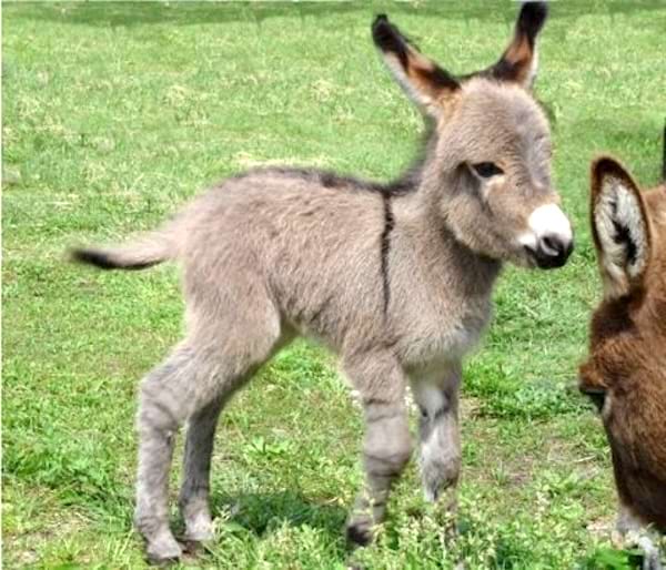 Un bébé âne debout dans un champ verdoyant.