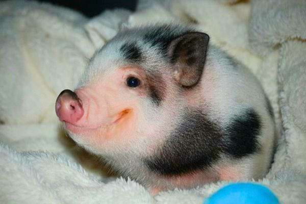 un bébé cochon mignon