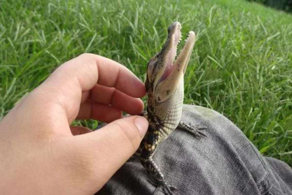 un bébé crocodile sur une personne