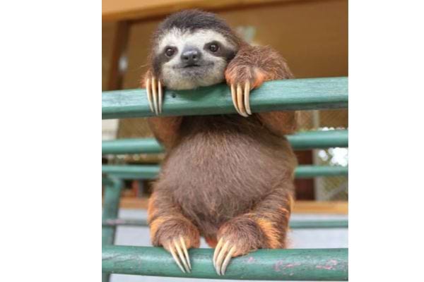 un bébé paresseux sur une barrière