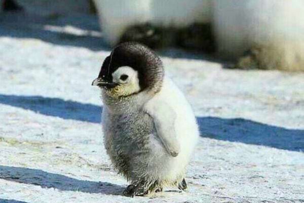 un bébé pingouin sur la banquise